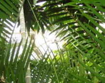 Botanisk Have