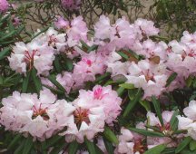 Botanisk Have