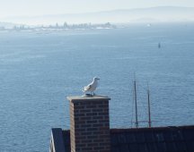 Seabird of Oslo